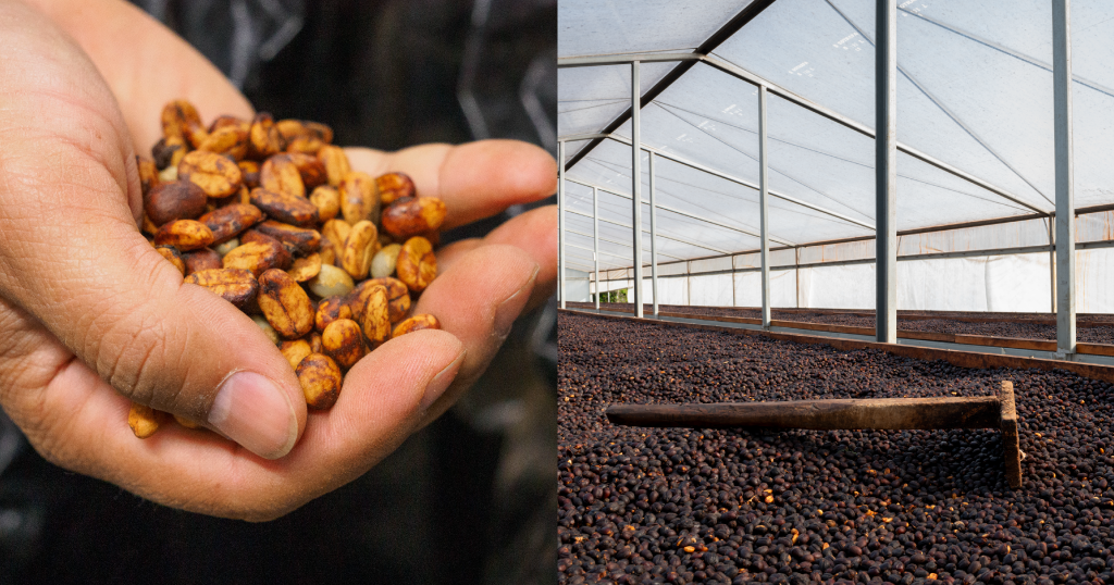 Infused Coffees - The Flavor Debate Shaking Up the Coffee Industry