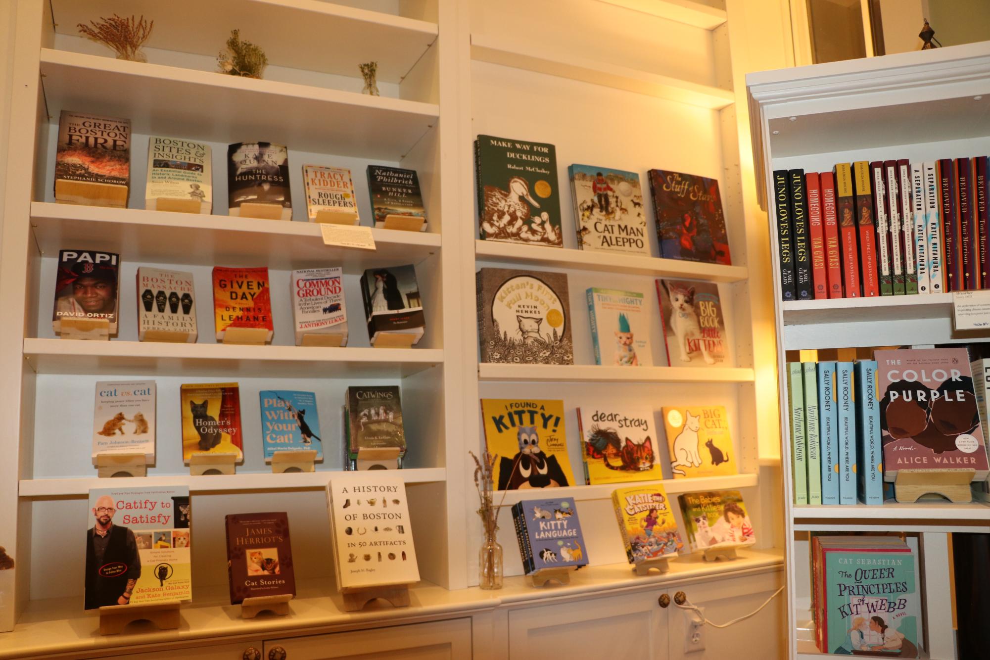 Boston's New Cat Café - A Purrfect Spot for Students
