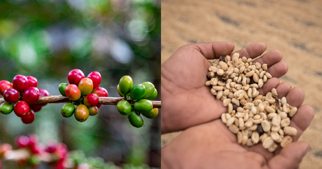 Coffee Quality - Why High Prices Don't Always Mean Better Brews