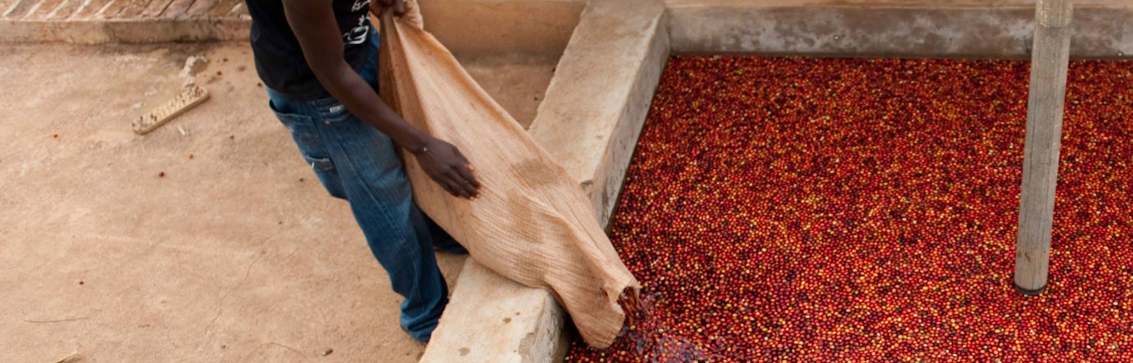 The Pros and Cons of Selling Coffee as Cherry