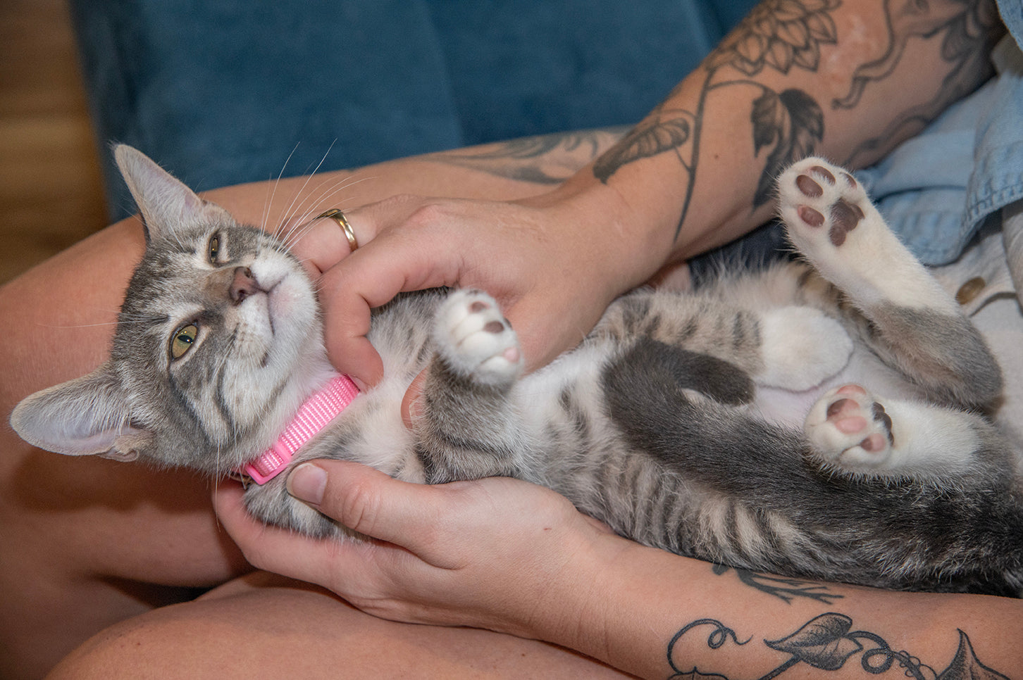 A Cat Café with a Cause - Meet the Purrfect Bean in Richmond