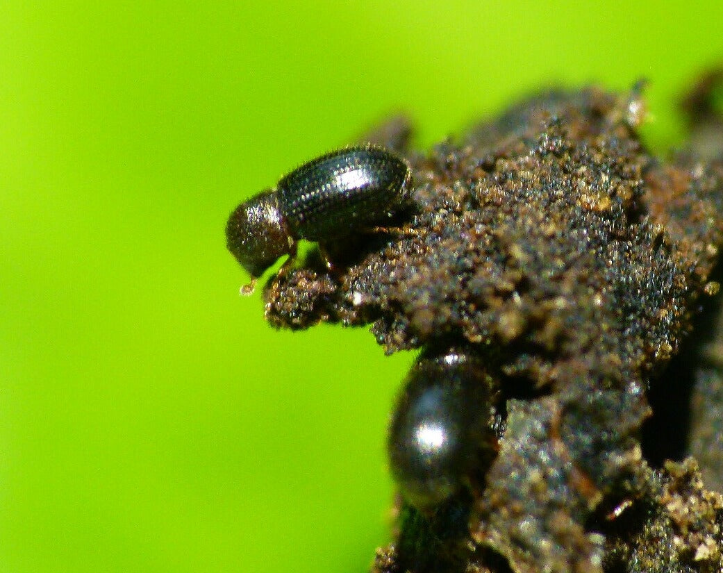 Brazil OKs Cyantraniliprole to Fight Coffee Borer Beetle