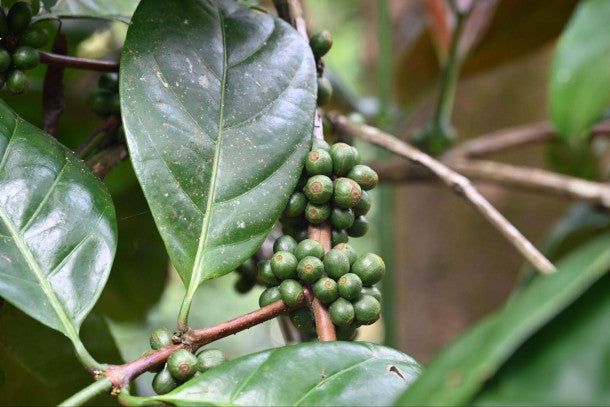 Excelsa Coffee - The Climate-Resilient Bean Brewing Hope for Farmers