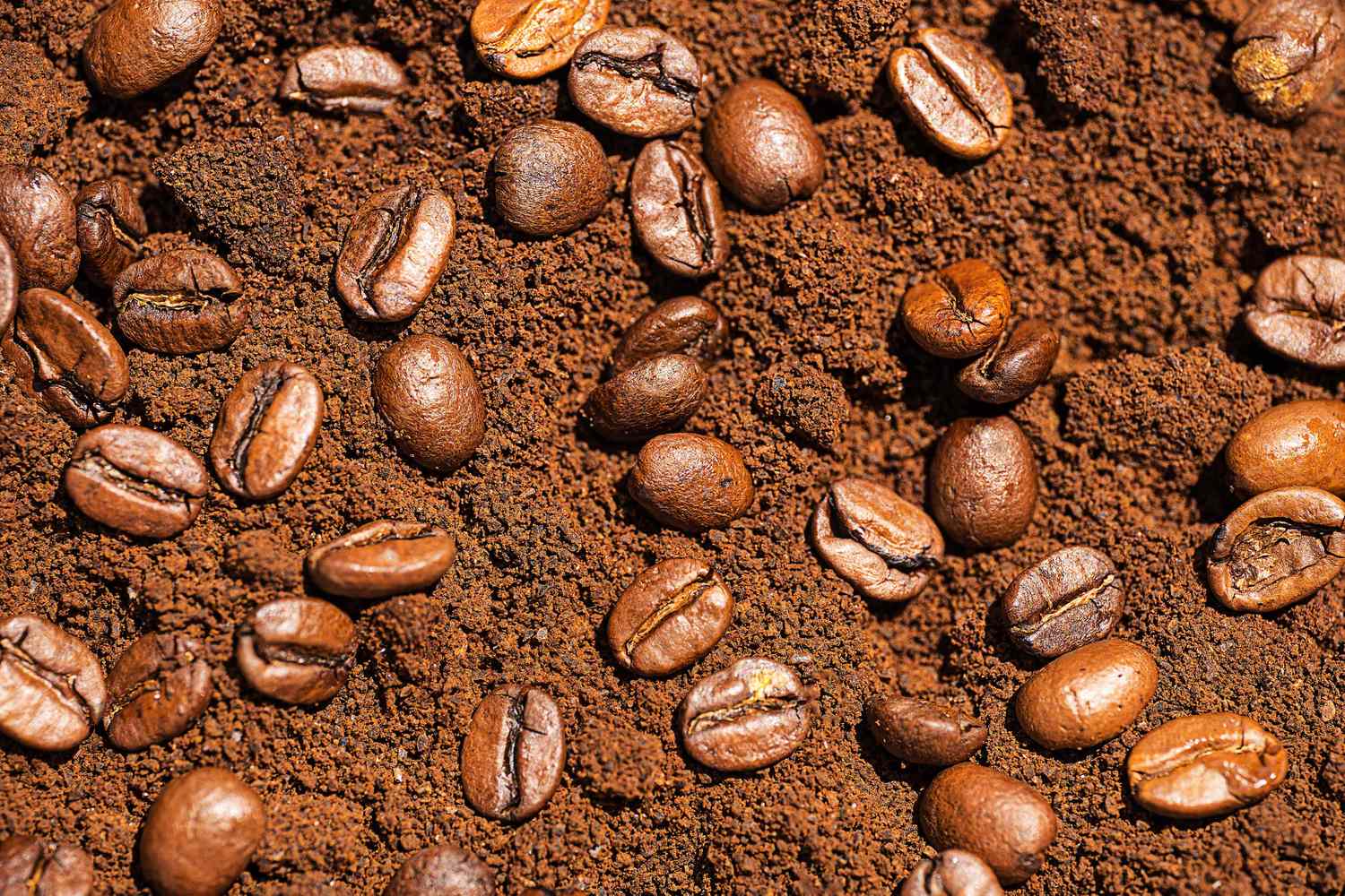 Caffeine Levels in Coffee - What You Need to Know