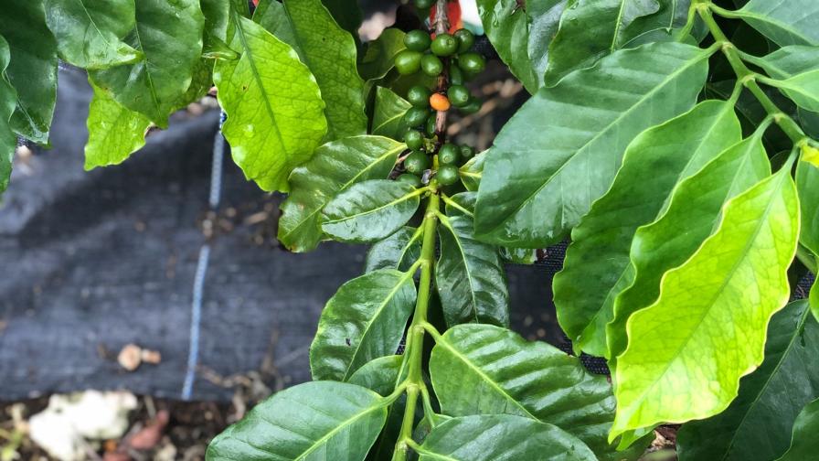 Brewing a Climate-Smart Future for Coffee