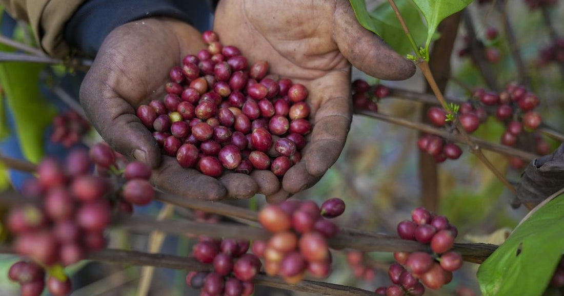 Reviving Coffee Culture - South Sudan's Hope for a Brighter Future