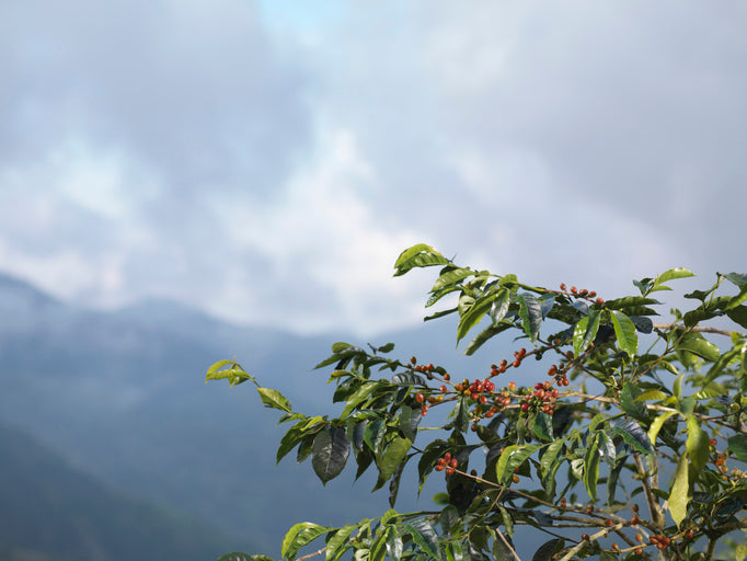 Decoding Green Coffee's Carbon Footprint - A Crucial Review