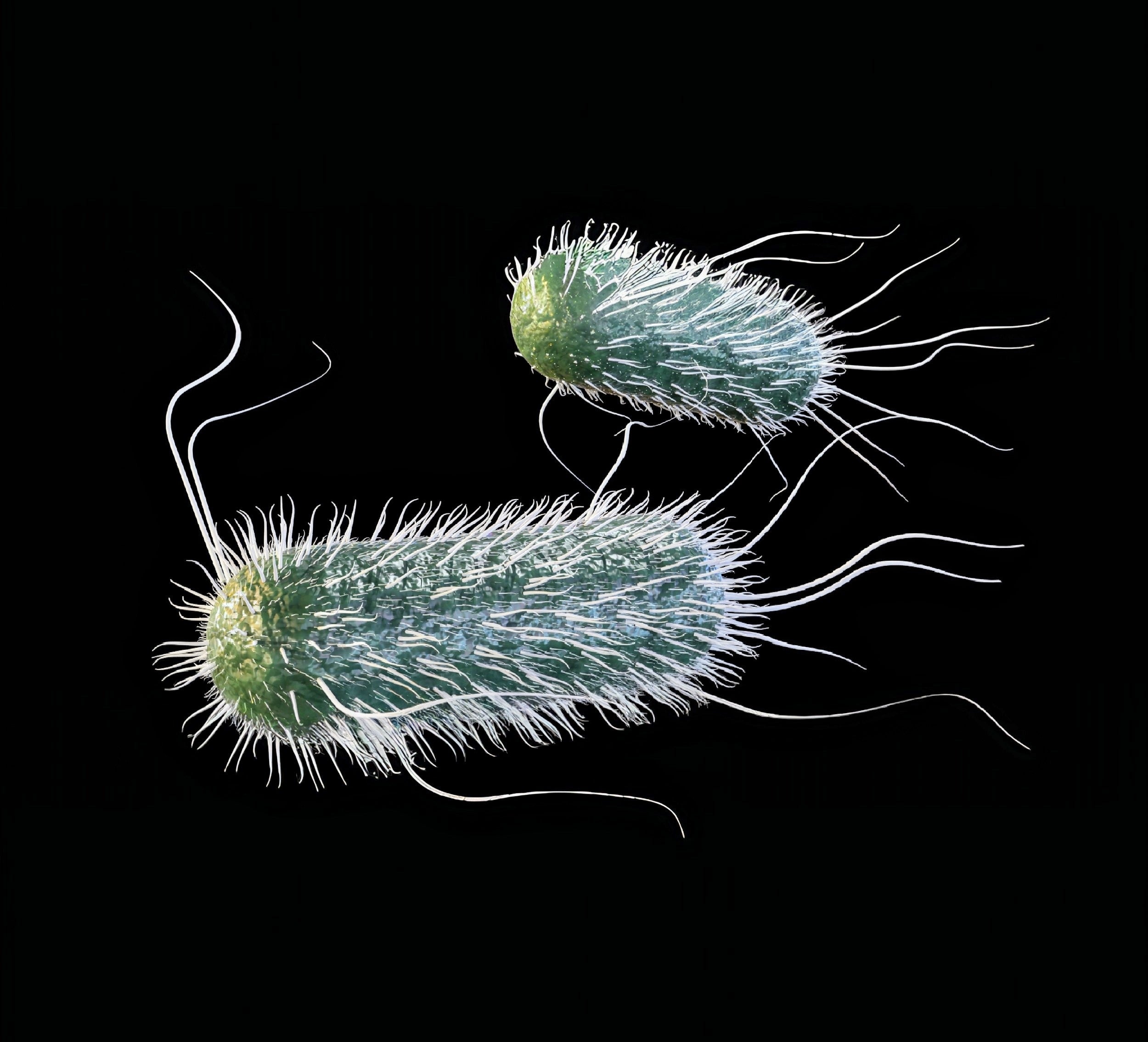 Coffee's Hidden Impact on Antibiotic Effectiveness