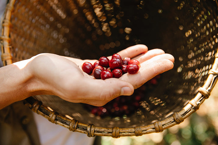 Digital Revolution in Coffee Evaluation - SCA's Coffee Value Assessment Goes Online