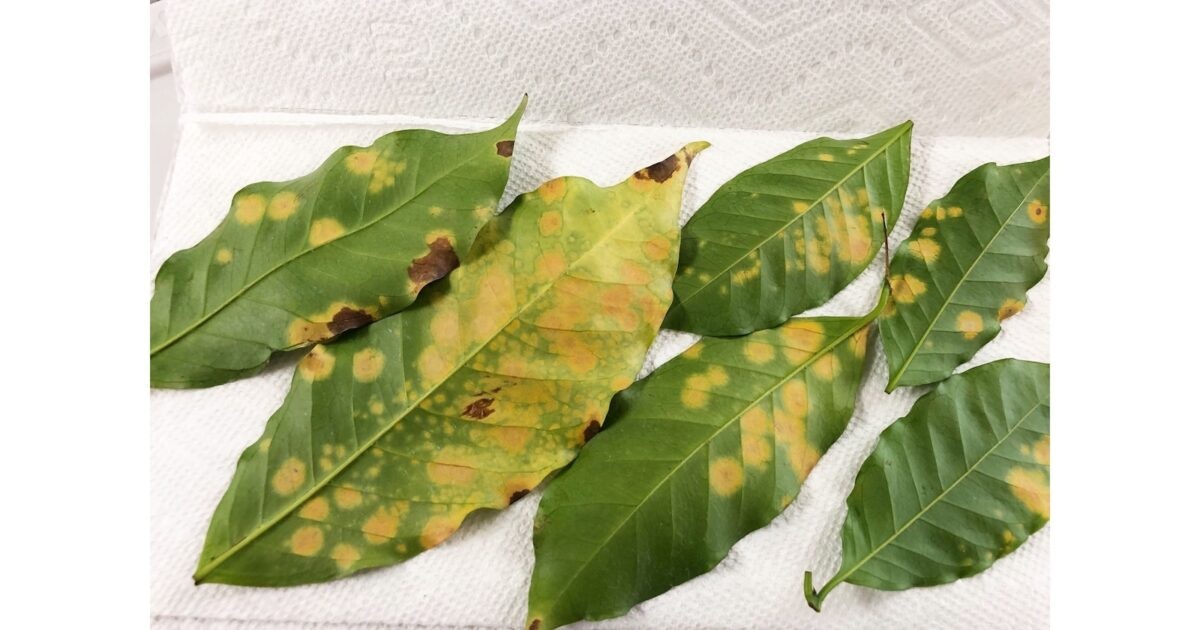 Hawai‘i Coffee Farmers Push for Pest Control Subsidies