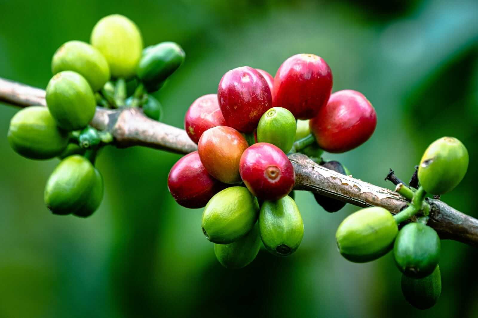 Coffee Prices Surge Amid Brazil's Harvest Delays