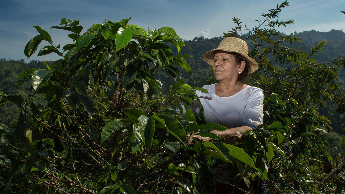 Coffee Farmer in Colombia
