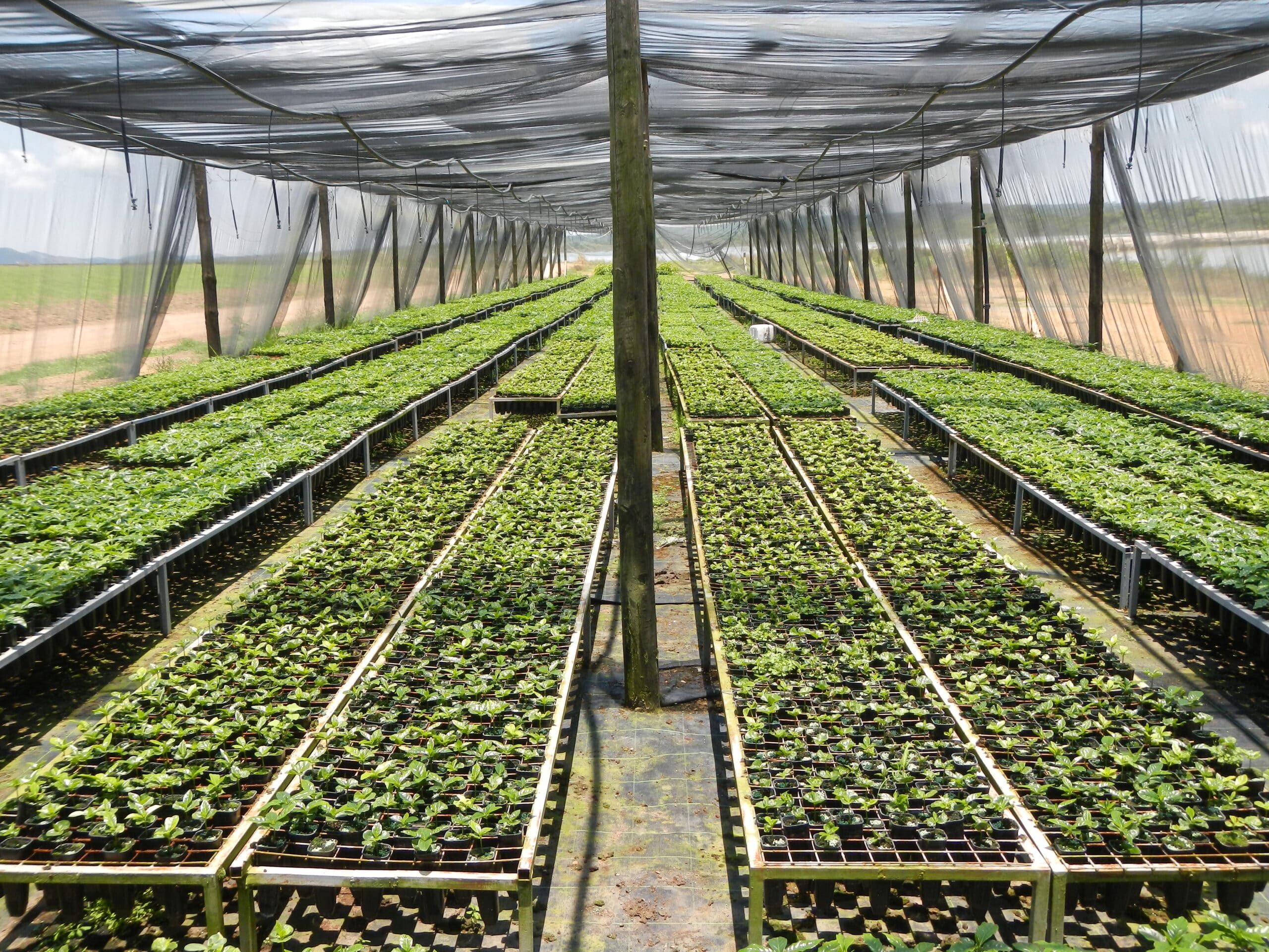 Standardising Green Coffee’s Environmental Impact - A Scientific Review