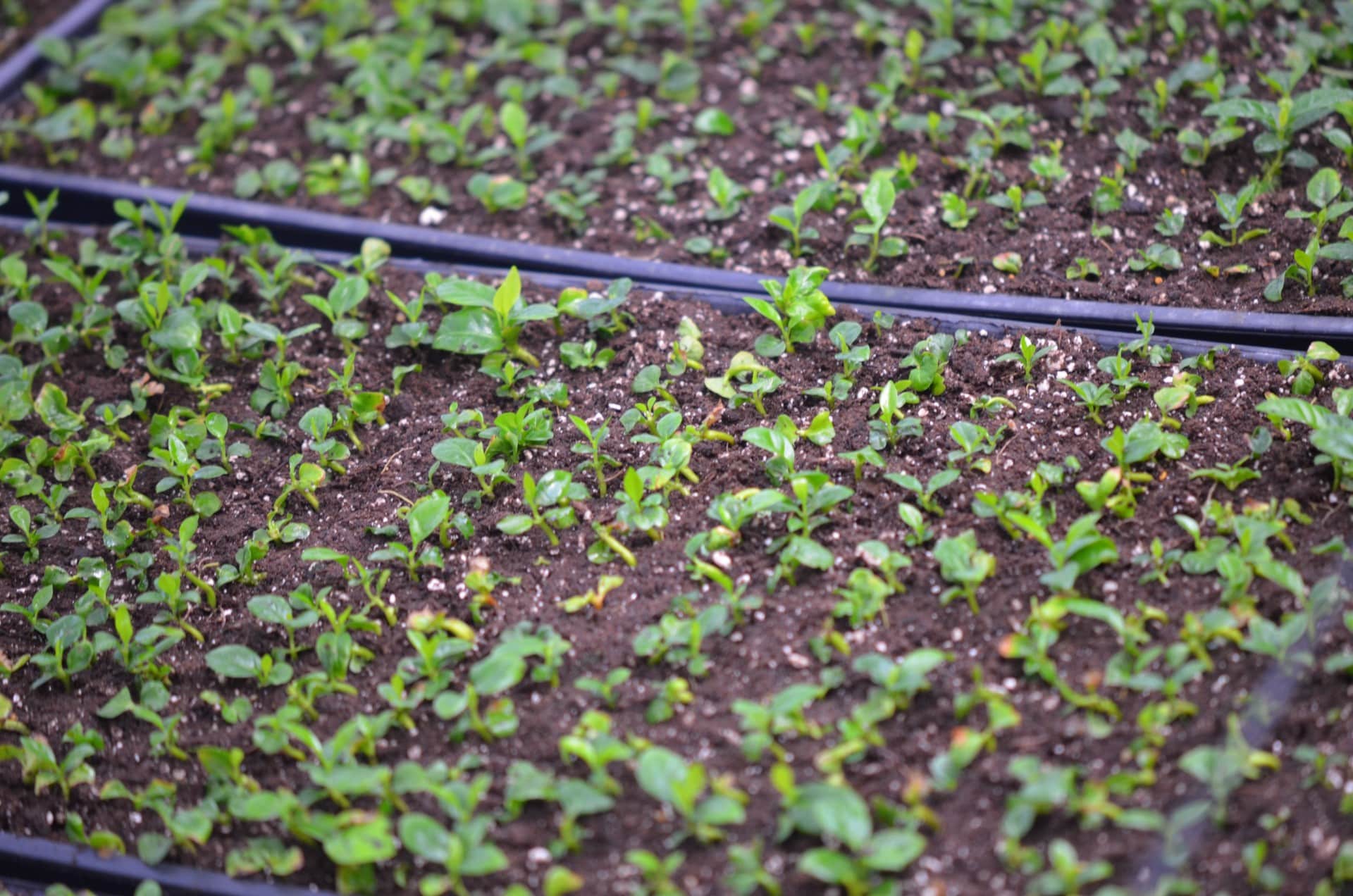 Building a Stronger Coffee Seed Sector for Farmers' Future