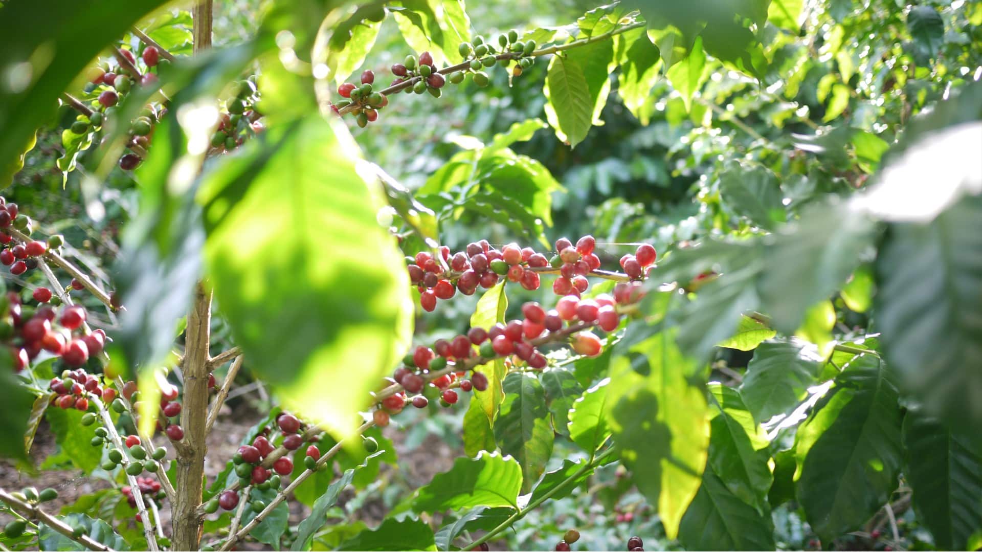 World Coffee Research Moves F1 Hybrids to Pre-Commercial Trials