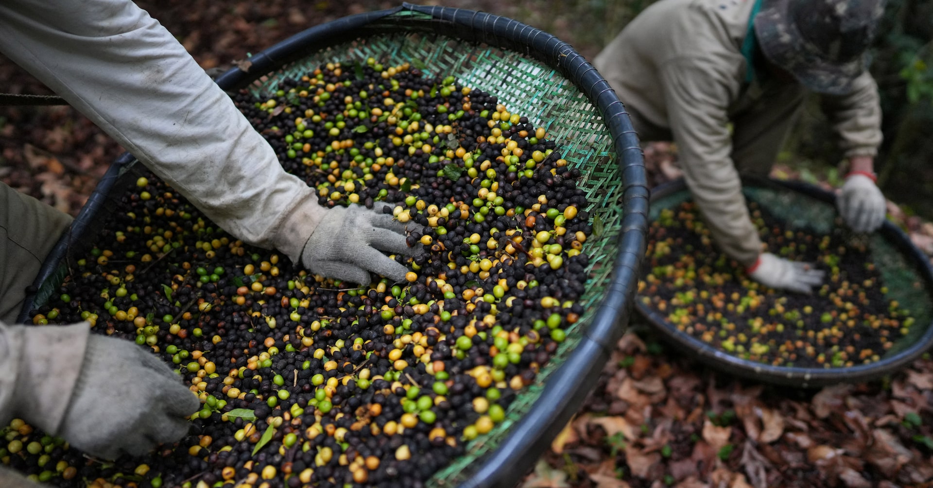 Brazil's Jacu Bird Coffee Thrives Amid U.S. Tariff Crisis