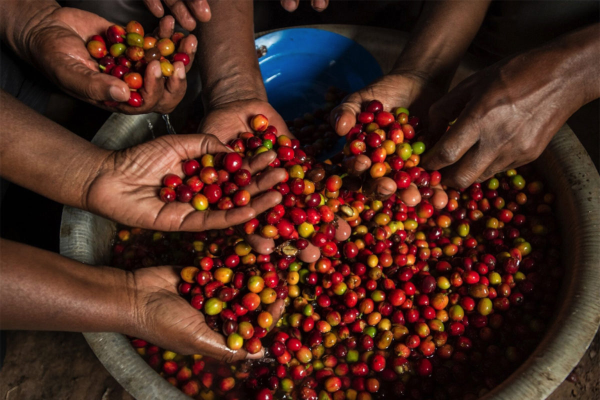 Coffee Industry's Bitter Battle Against EU Deforestation Regulation