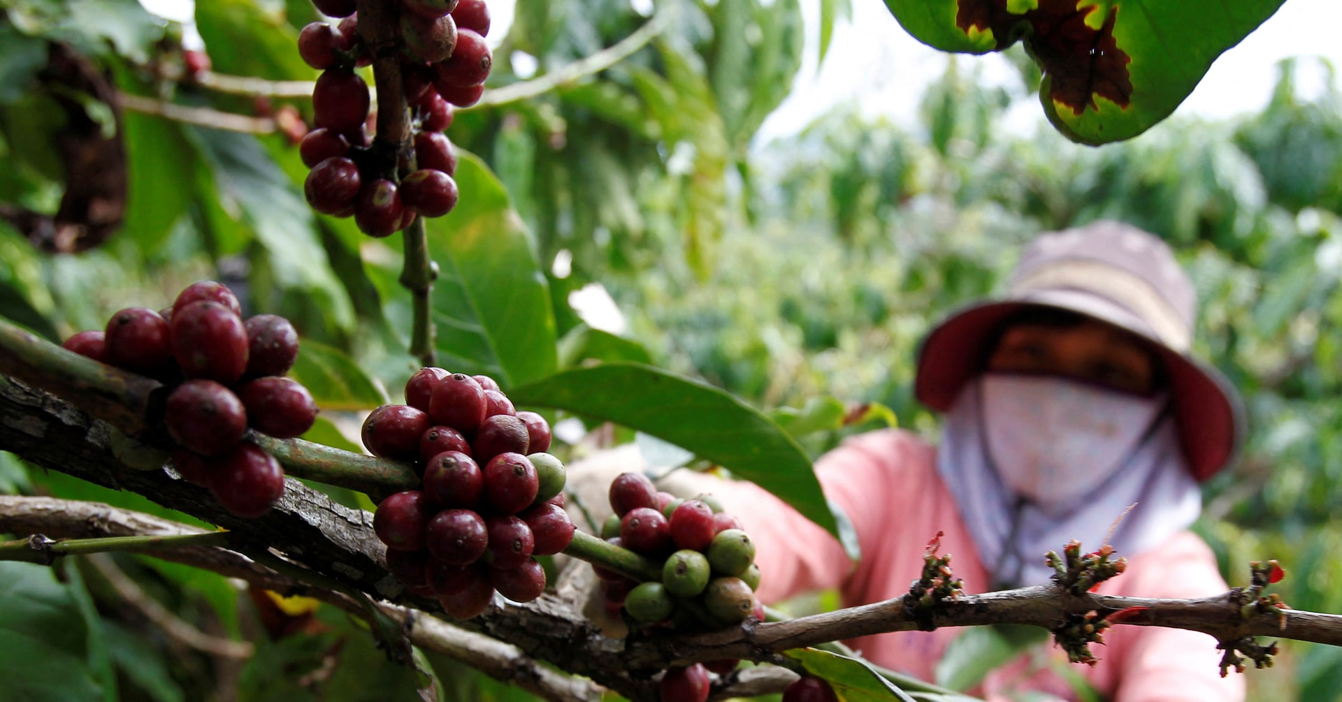 Vietnam Coffee Crisis - Water Shortage Amid Severe Heatwave