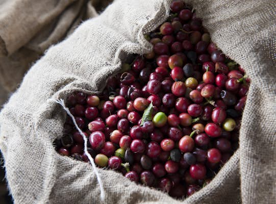 Discover Kona Coffee - A Journey Through Hawai'i’s Caffeine Paradise