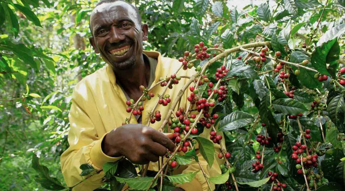Coffee's Unexpected Role in Environmental Conservation