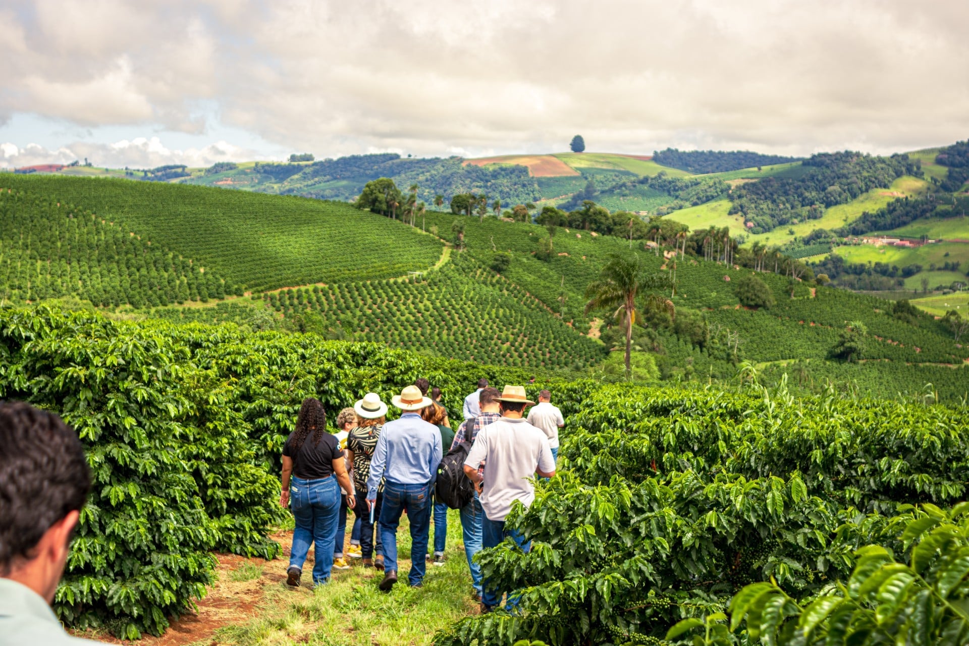 New Sustainability Programs Boost Coffee Industry's Eco-Friendly Efforts