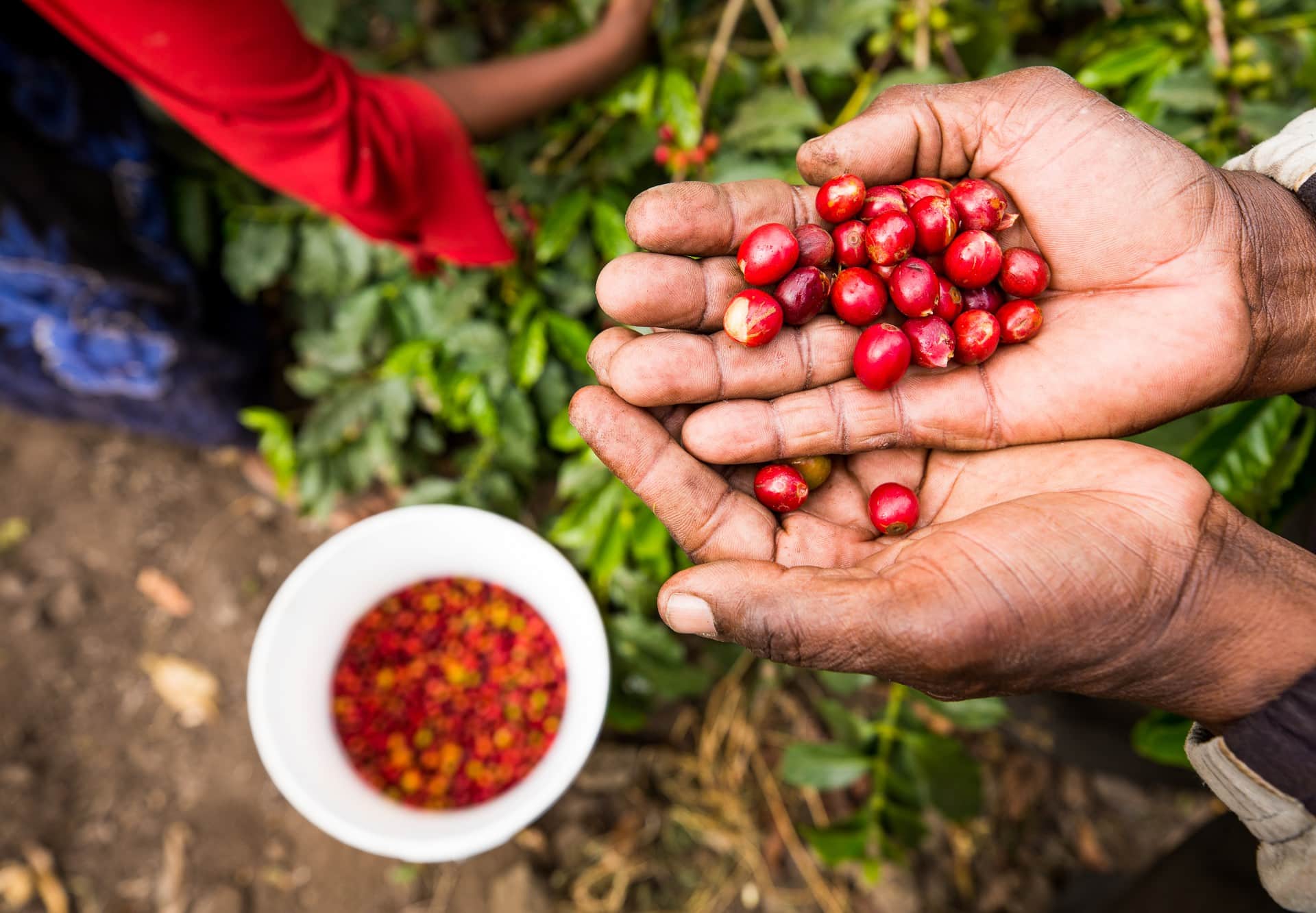 Delay the EUDR - Coffee Partners Advocate for Small Farmers