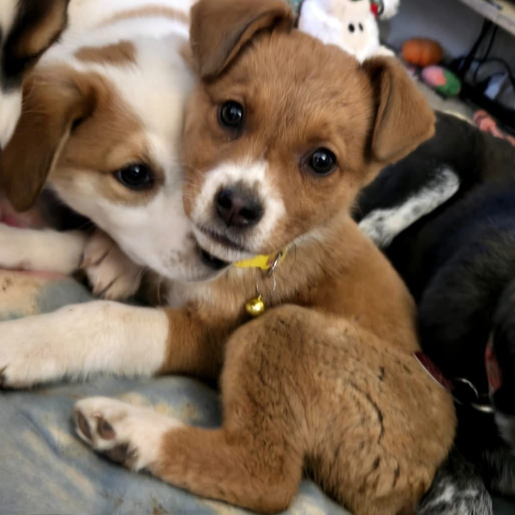 Sip Coffee, Save Lives - Dutch Bros Fundraiser for Underdog Rescue