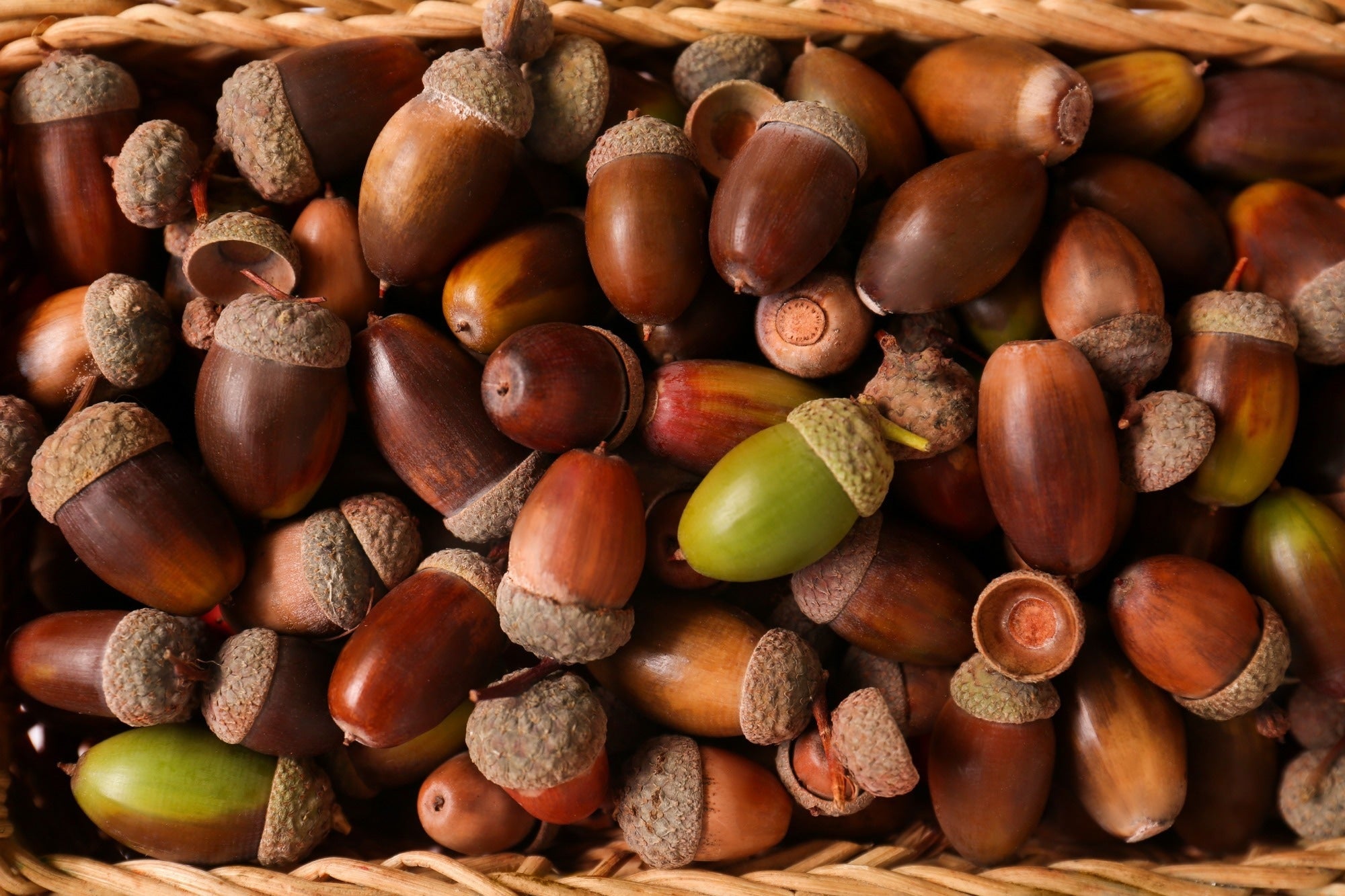 Acorns - The New Superfood Coffee Alternative Packed with Antioxidants