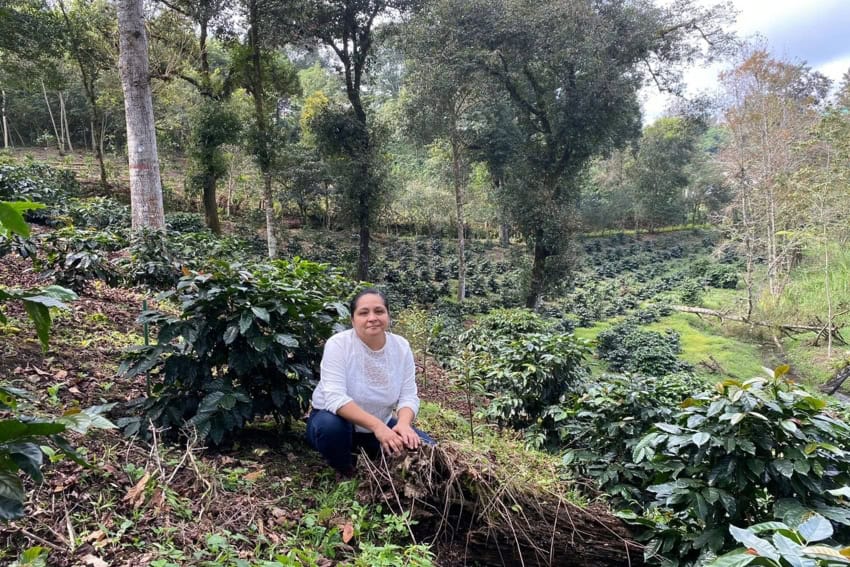 Innovative Coffee Farming - Julia Ortega's Sustainable Journey