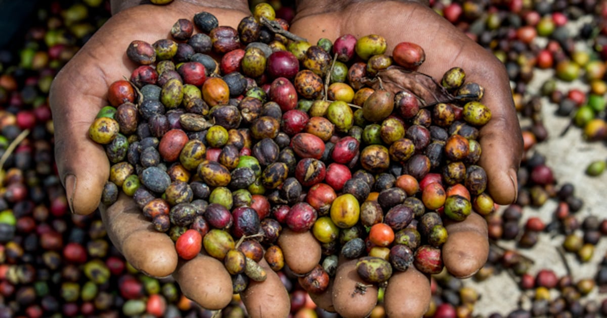 Uganda's Coffee Industry - A Rising Star in Global Exports