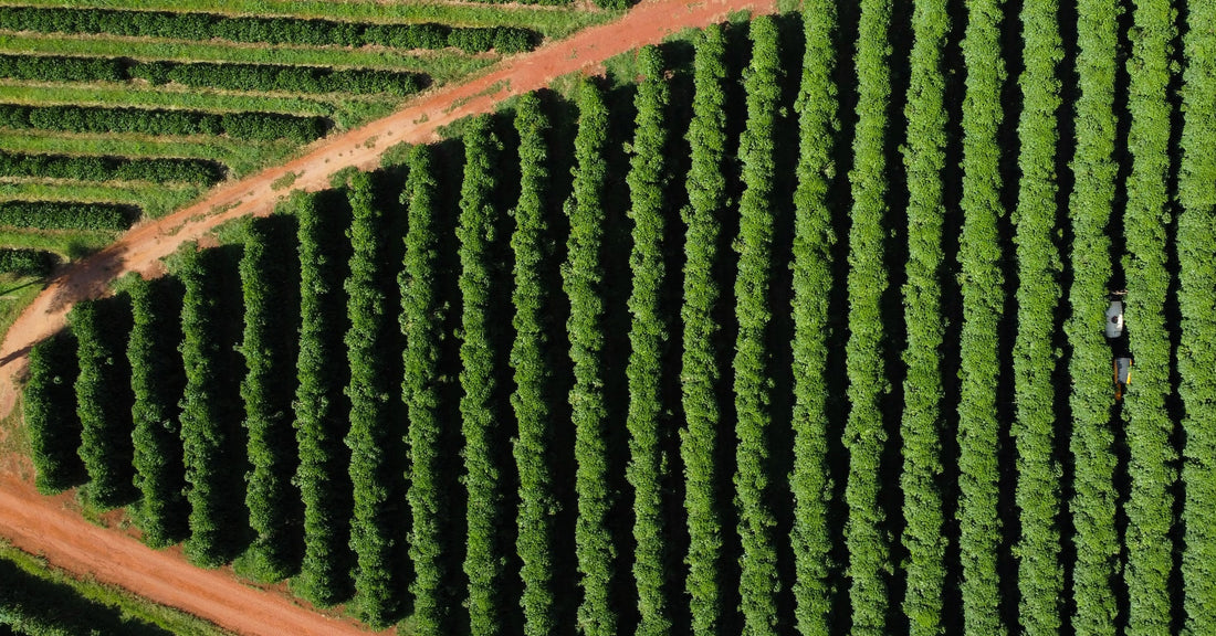 Coffee's Future in Brazil - Irrigation and Climate Challenges