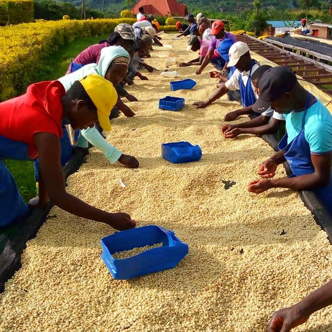 JNP Coffee and USAID Unite to Transform Burundi's Coffee Industry