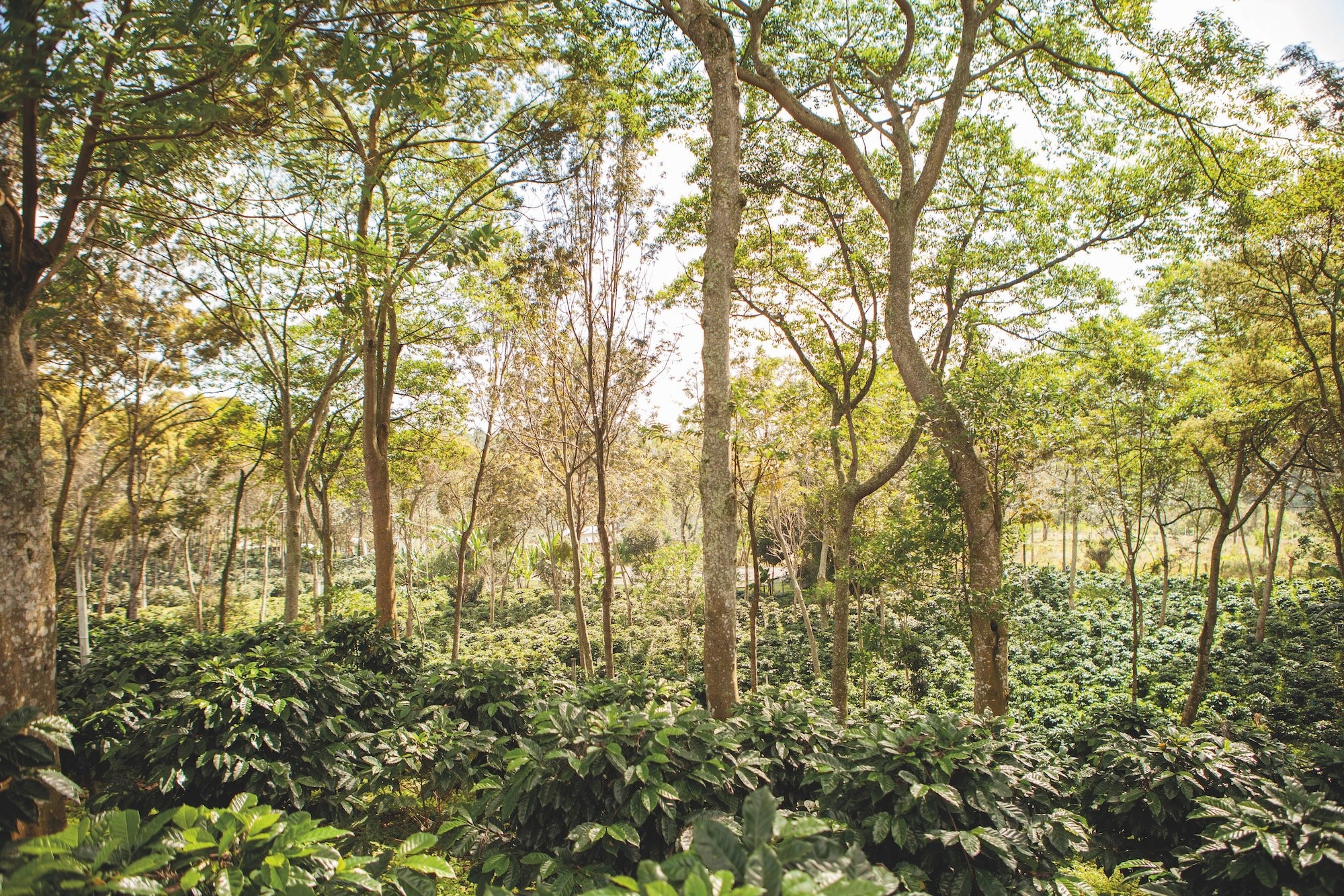 Mexico's Coffee Resurgence - Growth Amidst Regional Declines