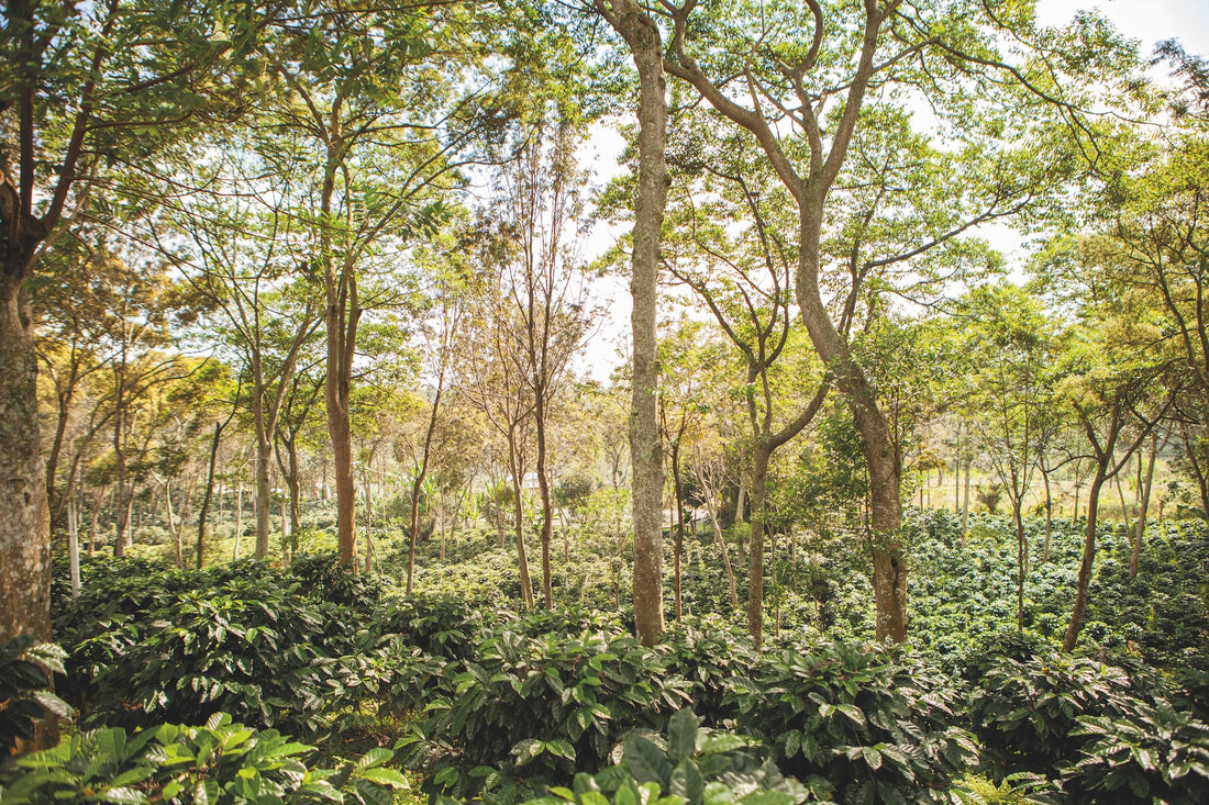 Mexico's Coffee Resurgence - Growth Amidst Regional Declines