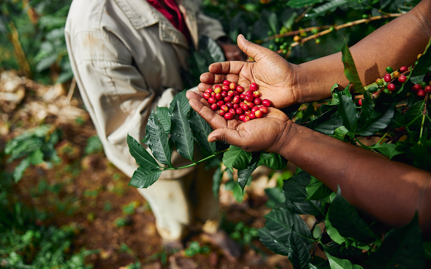 Mozambique's Coffee Revolution - A New African Leader in Production
