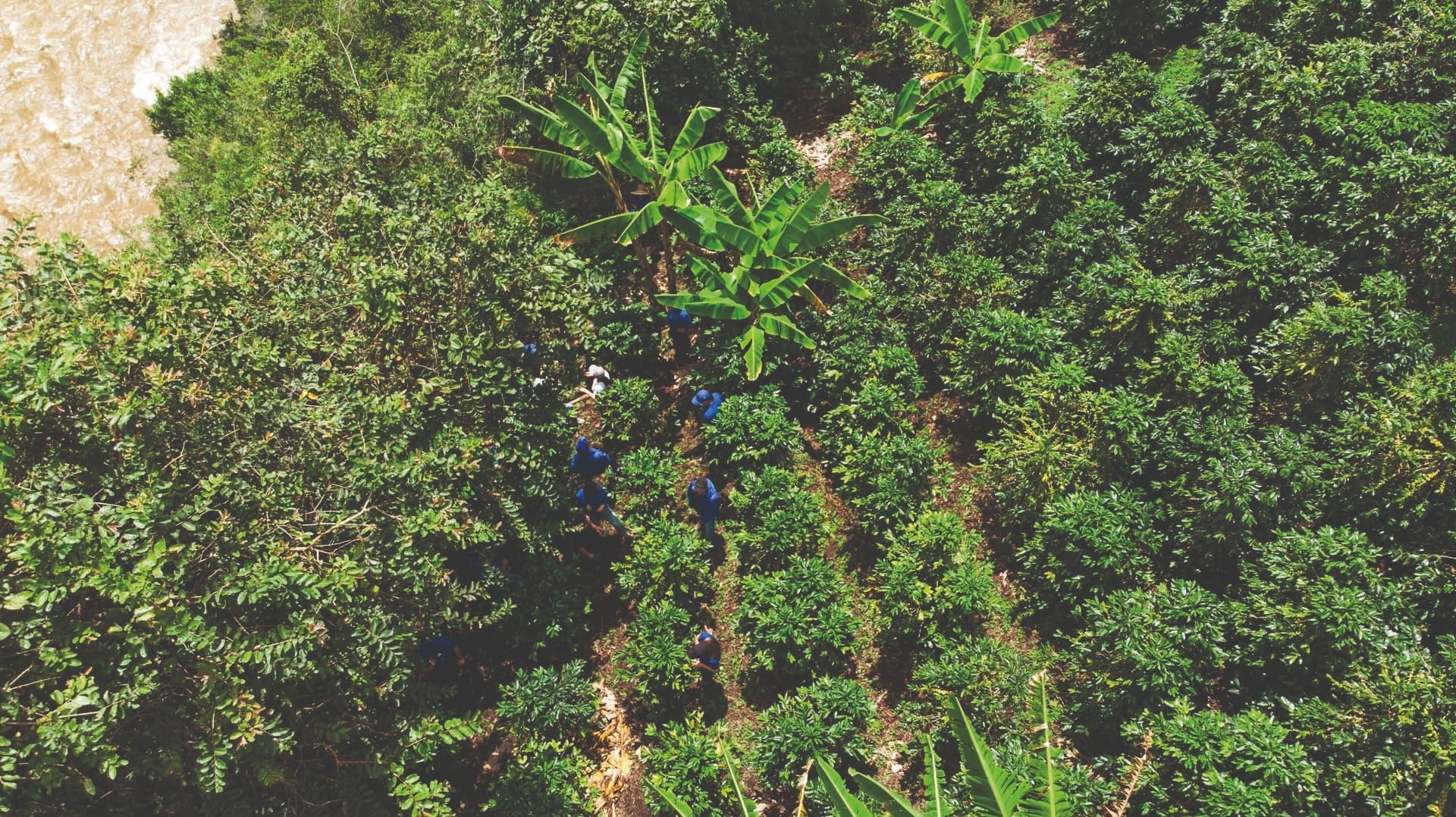 NKG Verified - Pioneering Sustainable Coffee with Traceability and Accountability