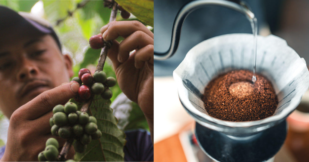 Exploring Coffee's Role in the Farm-to-Table Movement