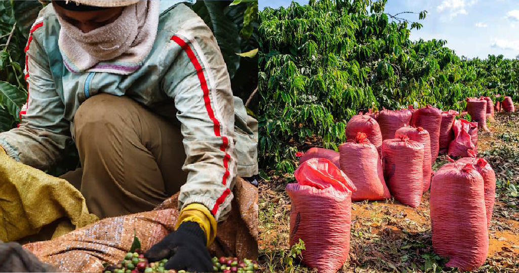 Robusta Coffee Prices Hit 45-Year High Amid Global Supply Issues