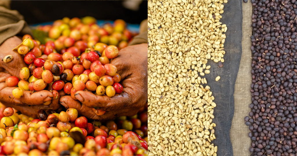 Washed vs. Natural Coffee - Why Specialty Coffee Should Embrace Both