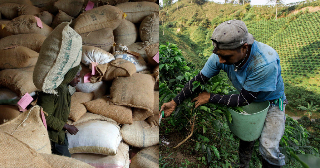 Coffee Rush - Traders Speed Up Shipments Ahead of EUDR Deadline