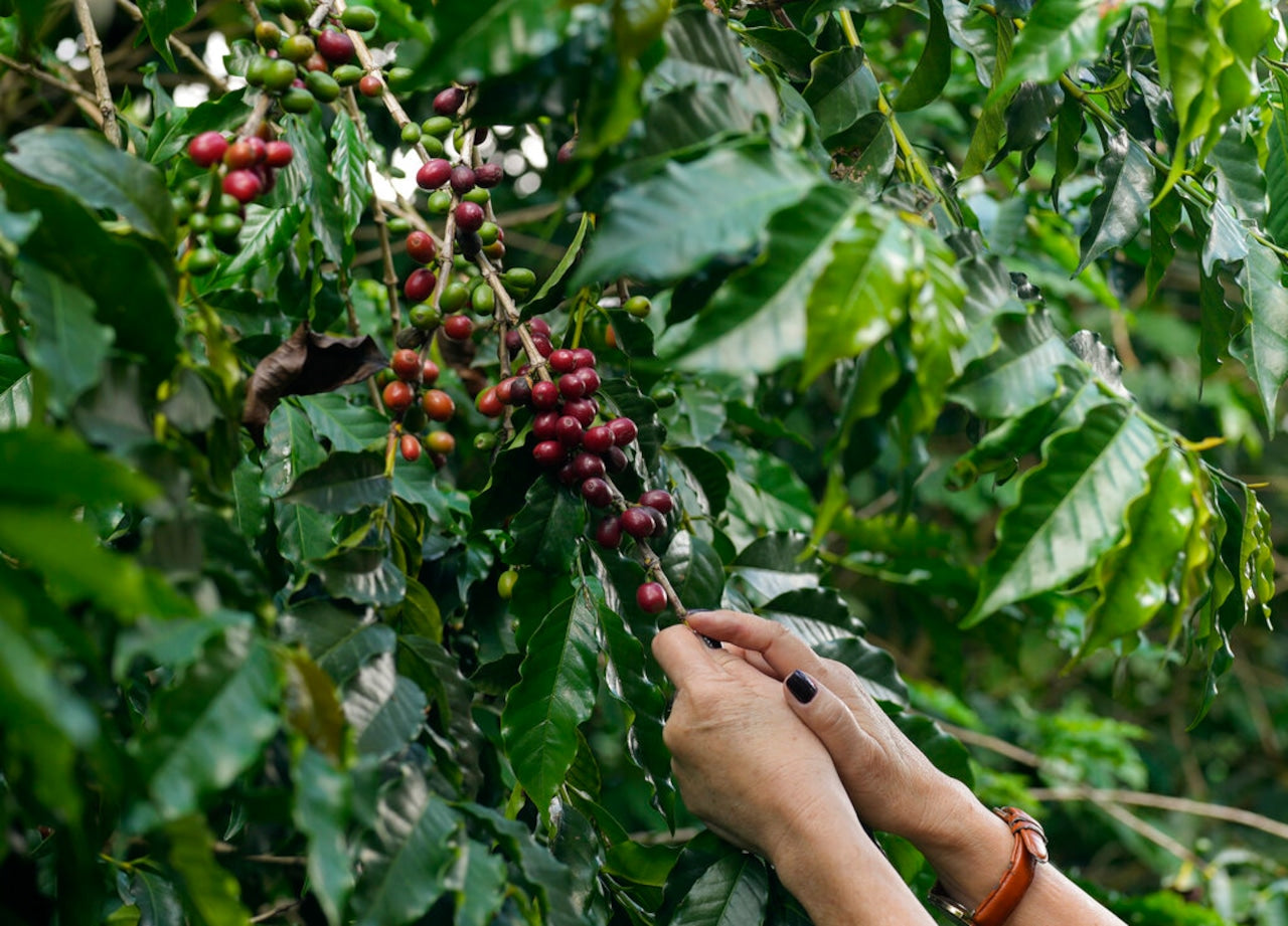 Coffee Prices Brewing Trouble Amid New Tariffs