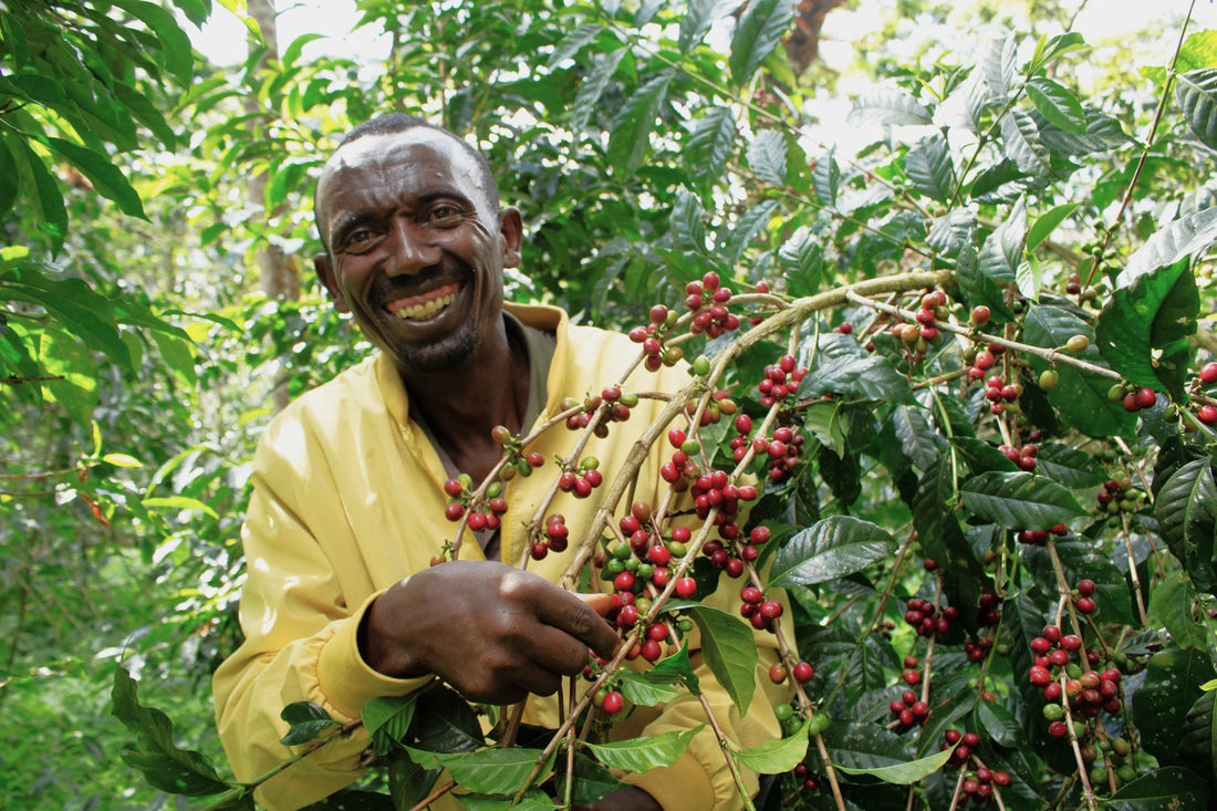 Farm Africa's Project Transforms Forests and Lives in Ethiopia