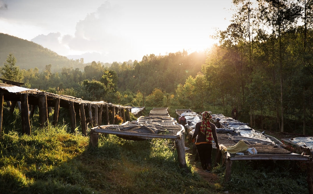 Nespresso Leads the Way with Rainforest Alliance's New Coffee Standard