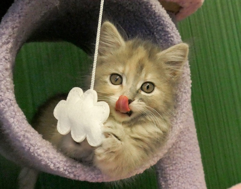 Kitten Wonderland - Inside San Jose’s Itty Bitty Orphan Kitty Rescue Cafe