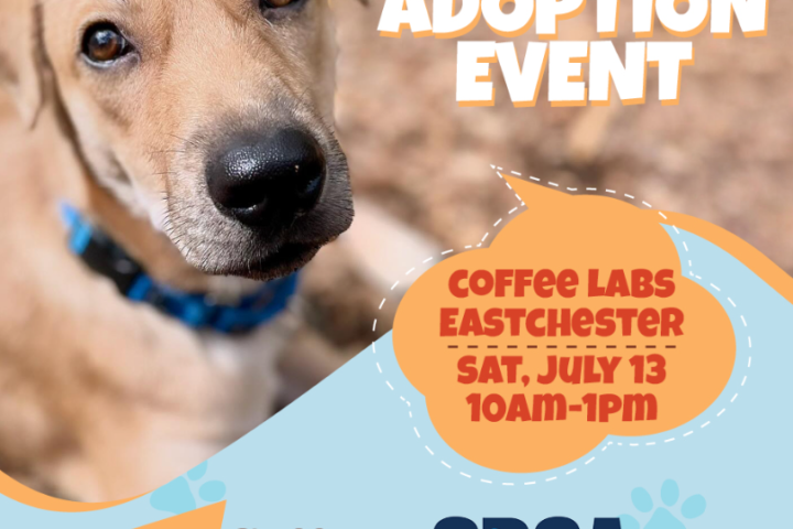 Brewing Hope for Homeless Pets