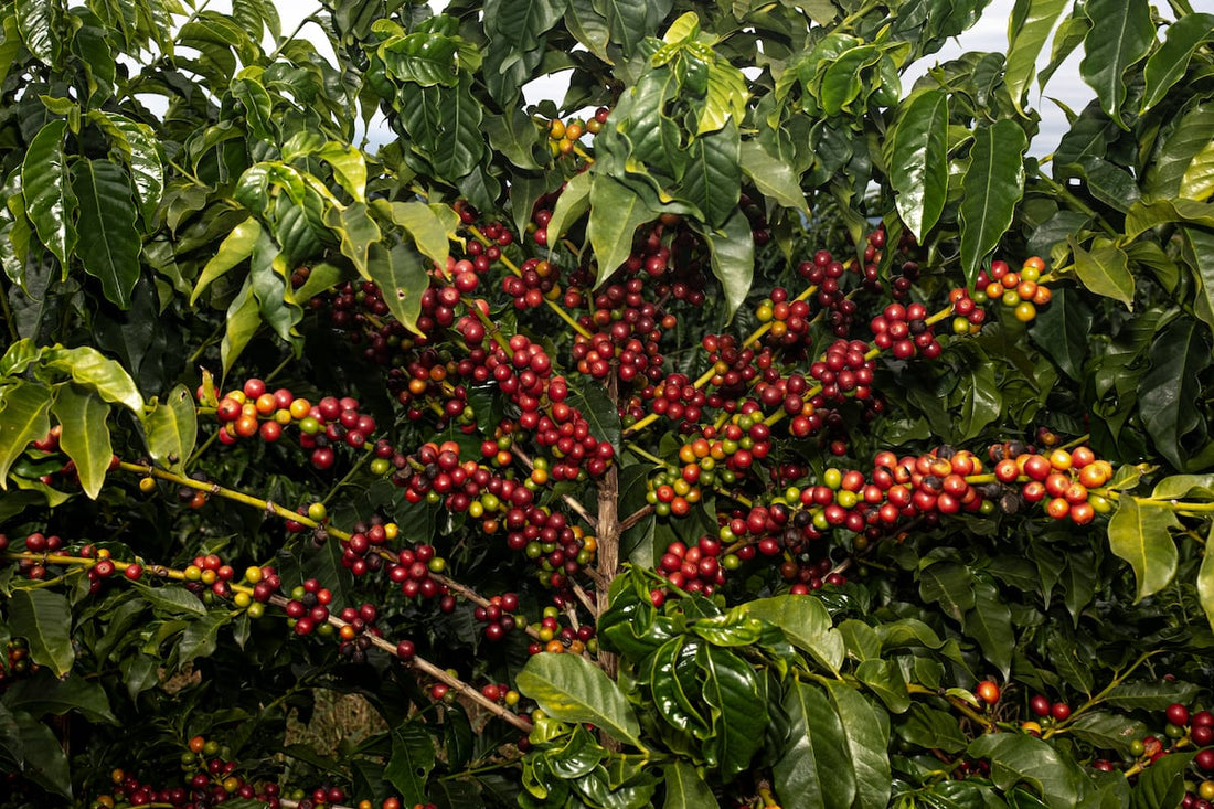 Coffee's Rollercoaster - Prices, Climate, and the Future of the Bean