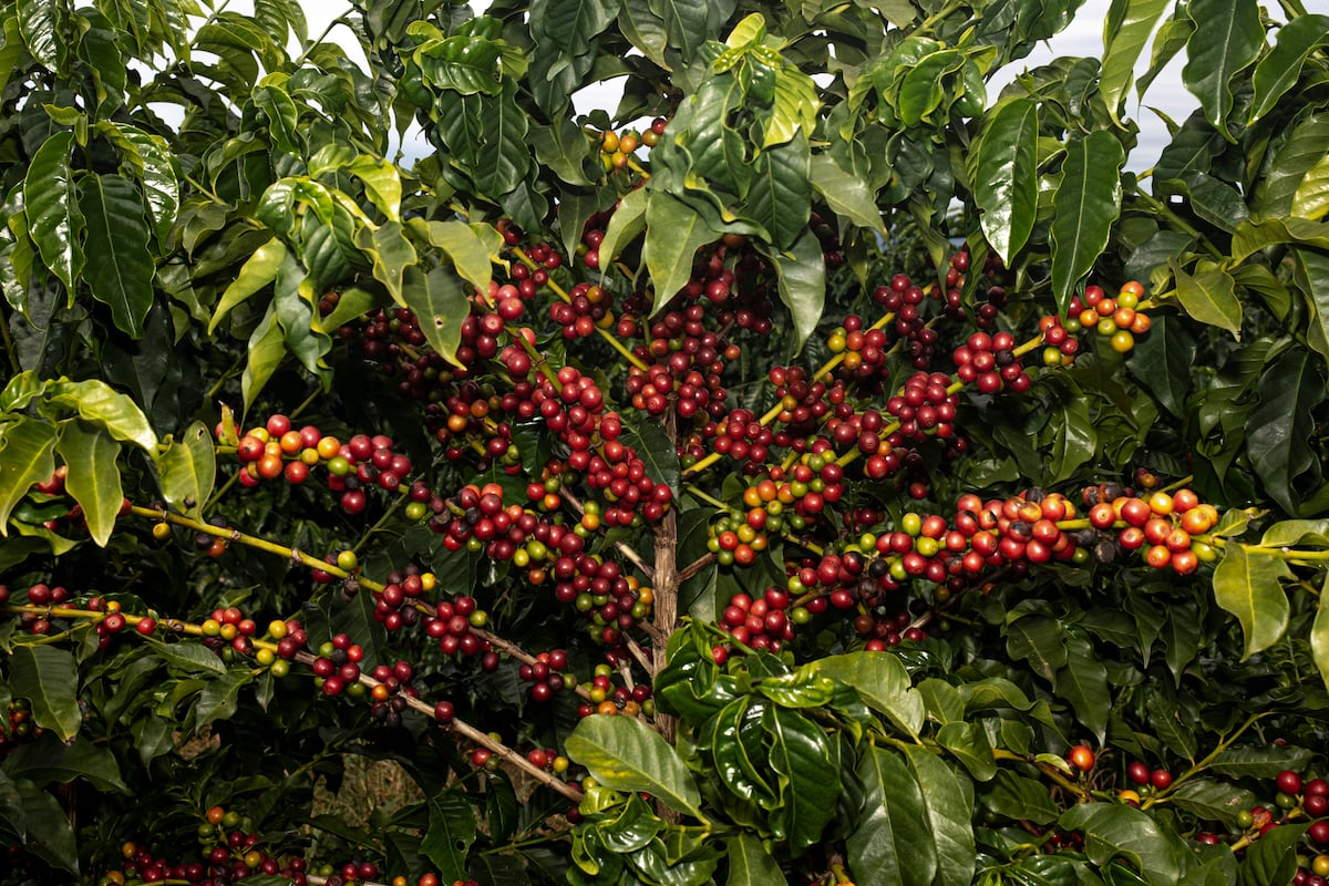 Coffee's Price Surge - A Double-Edged Sword for Producers