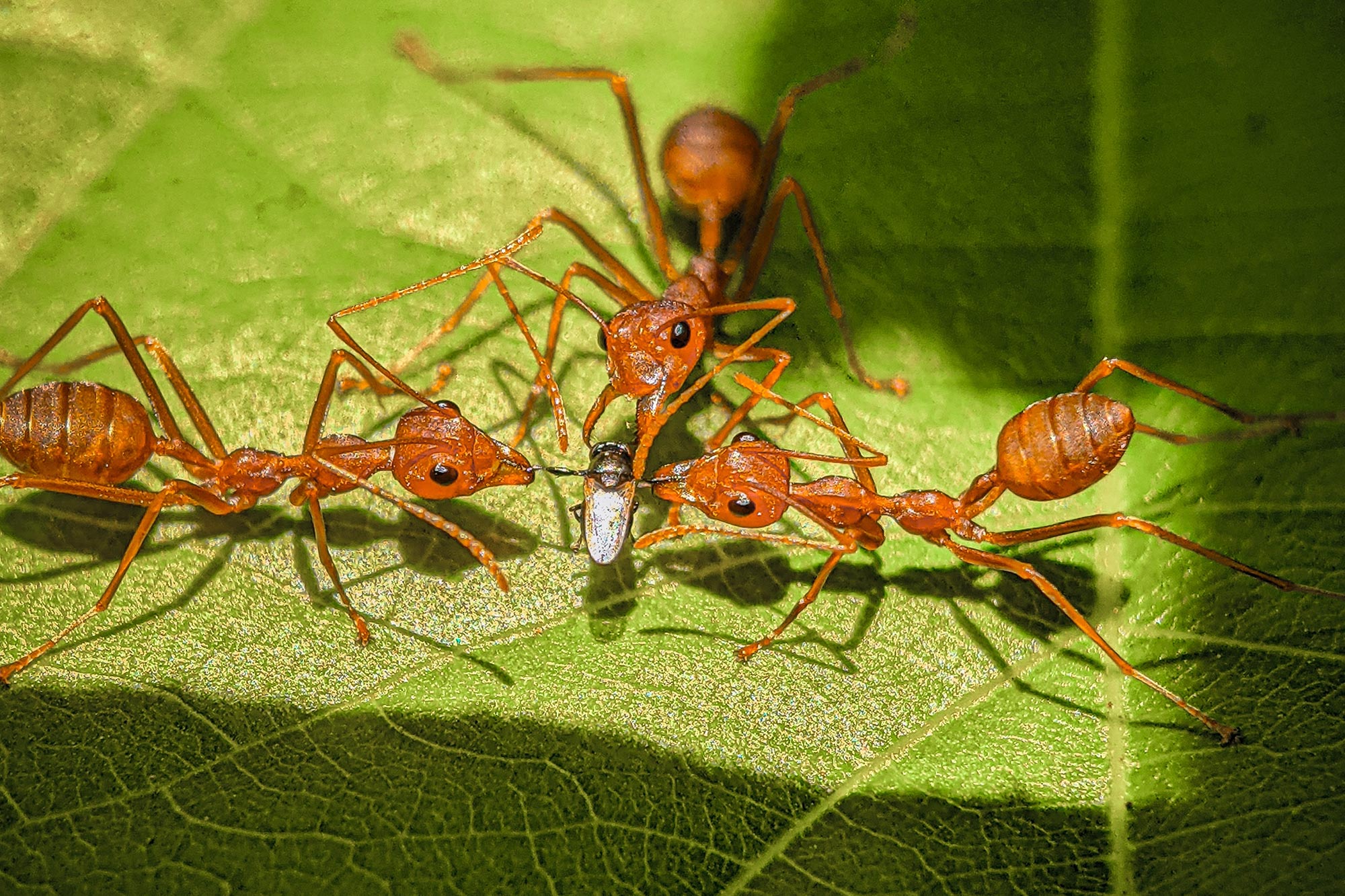 Ants, Flies, and Coffee - Unraveling Chaos for Pesticide-Free Farming