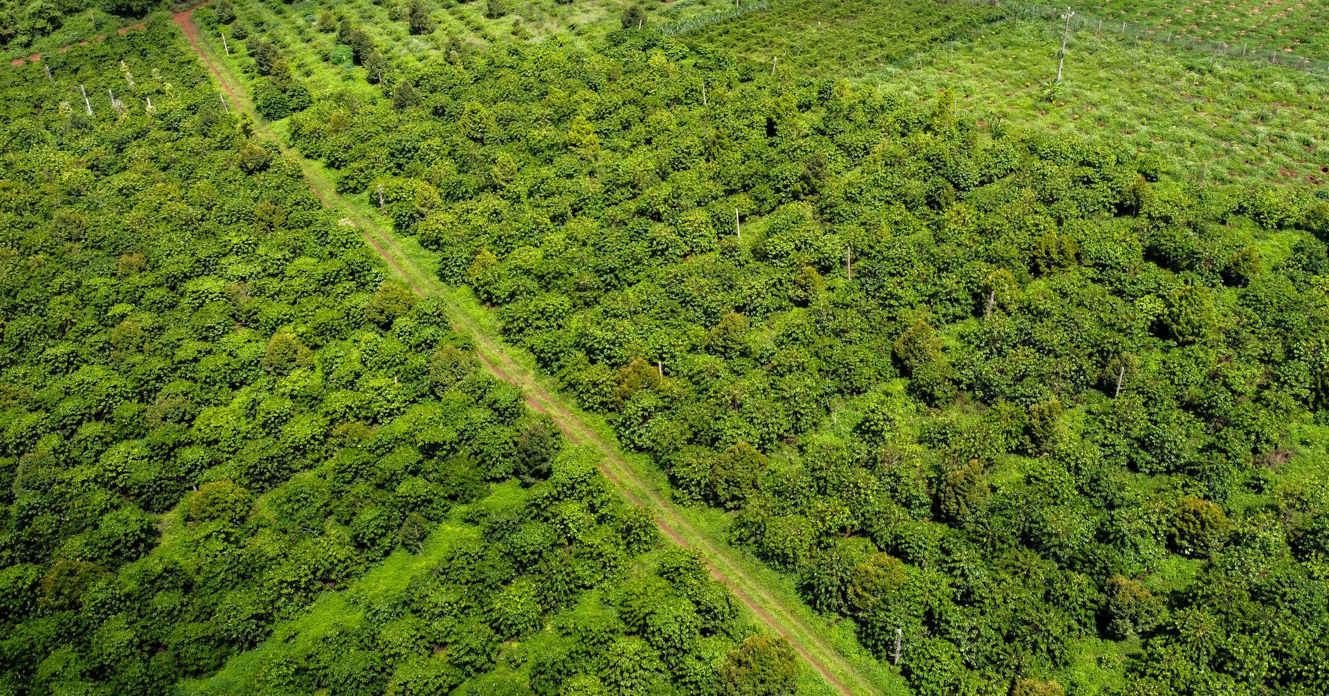 Coffee Industry Seeks EU Delay on Deforestation Rules