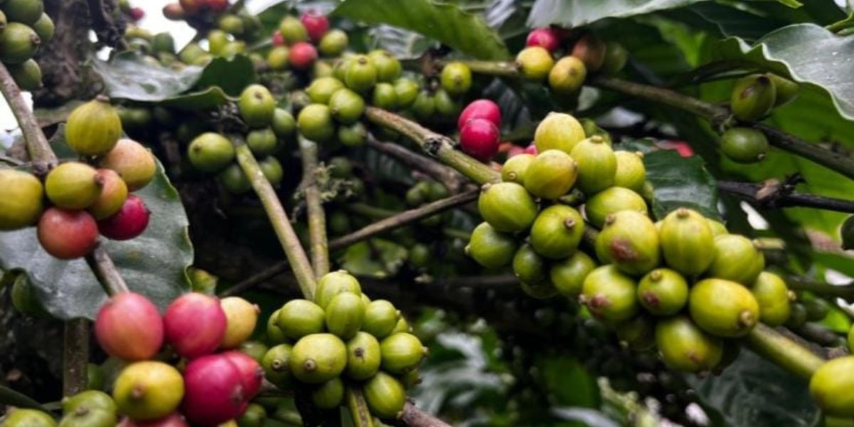From Local Staple to Global Sensation - The Rise of Wayanad Robusta Coffee